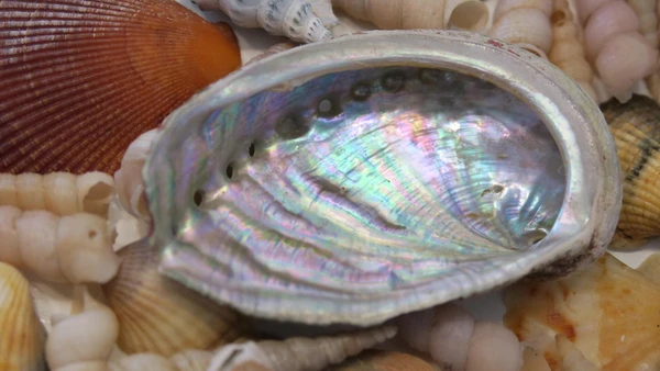 Mother of Pearl Properties