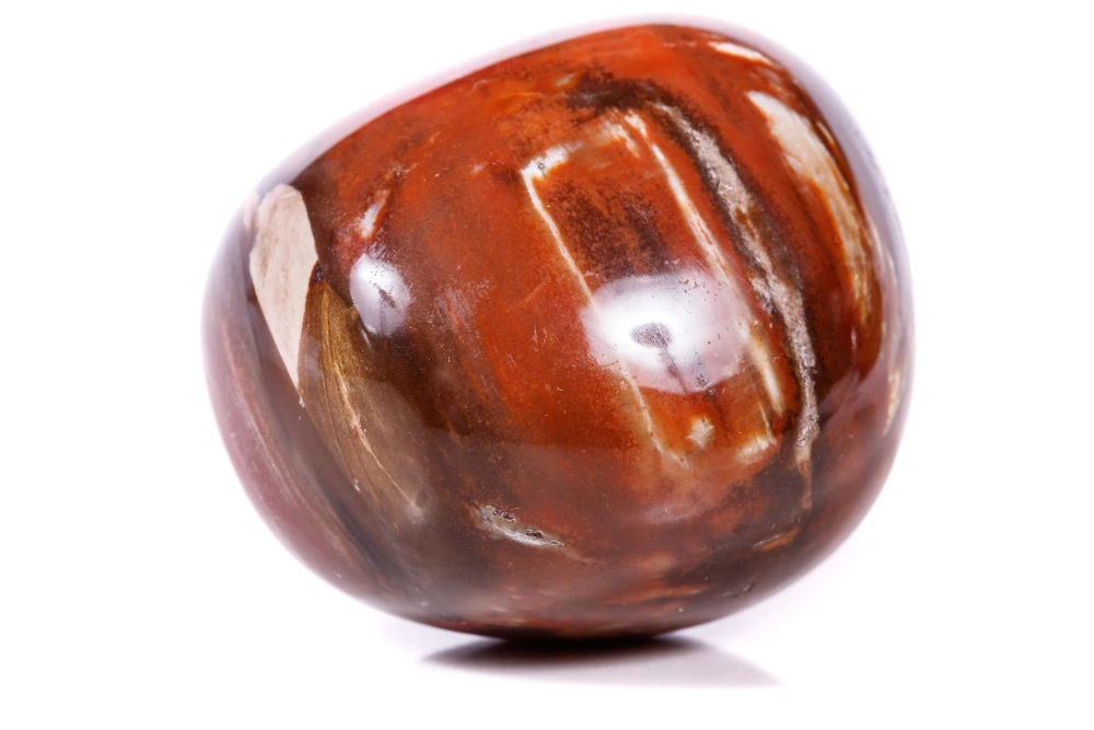 Natural Petrified Wood Specimens Natural raw petrified wood specimens showing unpolished surface and ancient fossilized tree structure
